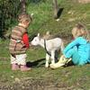 Отель Idyllic Farm Cottage & Petting Zoo, фото 21