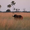 Отель Rhino Safari Camp, фото 24