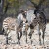 Отель Little Ongava, фото 7