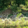 Отель Woodlands Game Lodge, фото 25