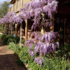 Отель Wisteria Lodge, фото 21