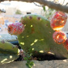 Отель Prickly Pear Holiday Home No.1, фото 15
