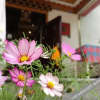 Отель Xueyuqing Tibetan Theme Inn, фото 2