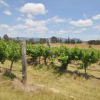 Отель Beggars Bridge Vineyard Homestead w/ pool + wifi + tennis + vineyard, фото 8