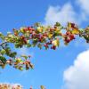 Отель Heiderose auf Hiddensee, фото 18