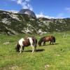 Отель Gjaid Alm, фото 38