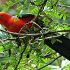 Отель Daintree Valley Haven, фото 17