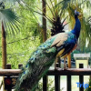 Отель Tianci Huatang Forest Hot Spring Resort Hotel (Chongqing Lushan Branch), фото 9