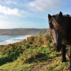 Отель Lovely Holiday Home nr Kynance Cove, фото 13