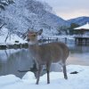 Отель Nara Deer Hostel, фото 8