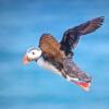 Отель Puffin Nest Capsule Hostel, фото 28