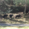 Отель Bear Crossing, фото 8
