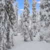 Отель Kuuran Tupa Kuusamo in Kuusamo, фото 17