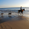 Отель Luxury Ocean-view Flamingo Home Sleeps 10 - Walk to Beach, фото 17