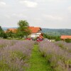 Отель apartmani lavanda, фото 15