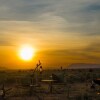 Отель Amanya Camp1-bed King Lion Tent in Amboseli NP, фото 18