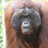 Отель Arut Riverside Orangutan Guest house, фото 33