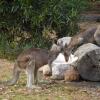 Отель Grampians View Cottages and Units, фото 32