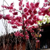 Отель Lijiang Happy Inn, фото 1