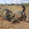 Отель Discovery Resorts – Wilpena Pound, фото 25