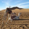 Отель Bivouac Les Dunes De Tinfou в Тагуните