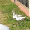 Отель Agriturismo La Fattoria Del Boschetto, фото 46