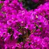 Отель Le Bougainvillea 2, фото 8
