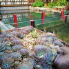 Отель China Old Story Inn Lijiang Elite Garden, фото 31