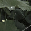 Отель Huichao Inn, фото 8