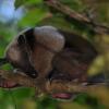 Отель Estación Biológica Tamandua, фото 34