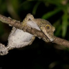 Отель Manafiafy Beach & Rainforest Lodge, фото 8