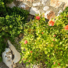 Отель Sunset Villa In Kokkino Chorio, фото 22
