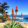 Отель Mv14: Beach Retreat Close To The Beach And Carmel, фото 16