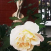 Отель Grande Hotel Pozzobon, фото 11