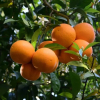 Отель Karaoz Pansiyon, фото 6