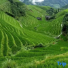 Отель Longji Muyunju Boutique Homestay (Ping'an Zhuangzhai Seven Stars and Moon Viewing Point ), фото 4