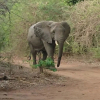 Отель Nje Bush Camp, фото 19