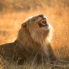 Отель Nkala Safari Lodge, фото 7