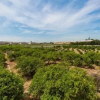 Отель Fidalsa Orange Trees, фото 5
