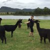 Отель Starline Alpacas Farmstay Resort, фото 23