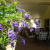 Отель Tea Tree Manor, фото 16