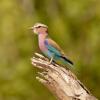 Отель Tshima Bush Camp, фото 17