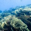 Отель Viani Bay Resort at Dive Academy Fiji, фото 13