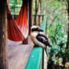Отель Narrows Escape Rainforest Retreat, фото 24