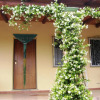 Отель Villa degli Ulivi e delle Rose, фото 1