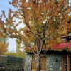 Отель Sehrish Guest House Skardu, фото 14
