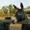 Отель Glamping in Wiltshire the Green Knoll is a Charm, фото 17