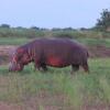 Отель Zikomo Safari Camp в Национальном парке South Luangwa