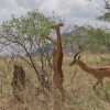 Отель Samburu Sopa Lodge, фото 43