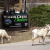 Отель Timber Creek Chalets, фото 23